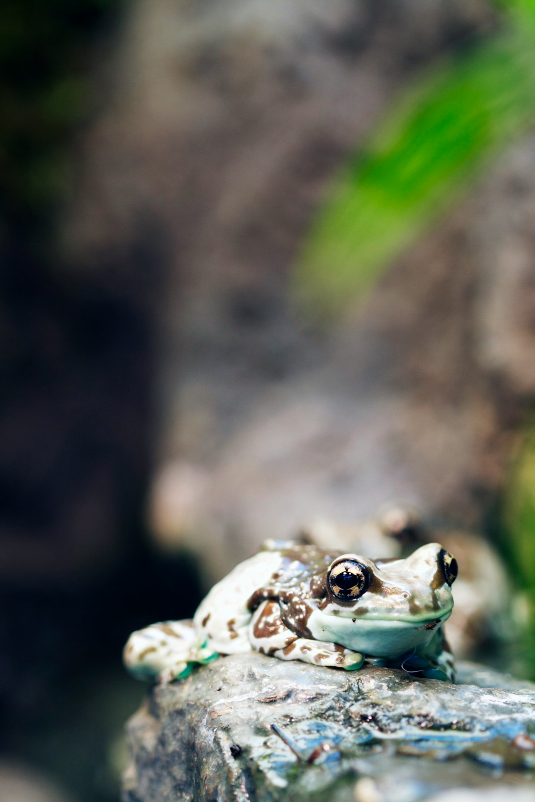 shallow focus photography of teal and black frog on rock